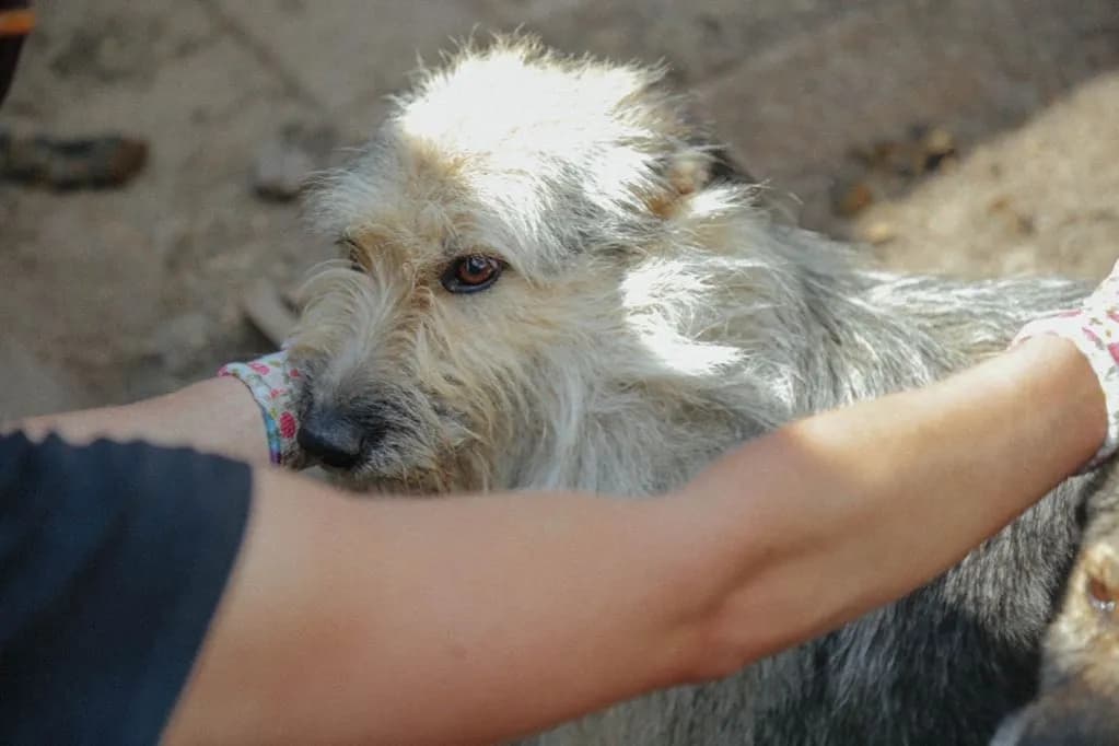 Psy z Ukrainy do adopcji: Twój dom może być ich schronieniem?