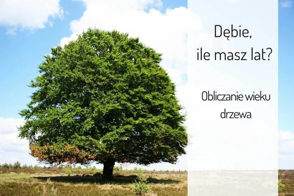 Kiedy dąb staje się wiekowy? Poznaj fascynujące fakty o wieku tych drzew