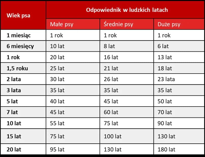 Jak prawidłowo liczyć wiek szczeniaka w dniach i miesiącach - kompletny poradnik