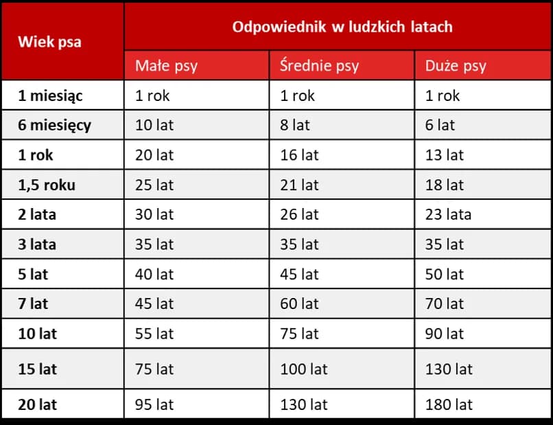 Jak prawidłowo liczyć wiek szczeniaka w dniach i miesiącach - kompletny poradnik