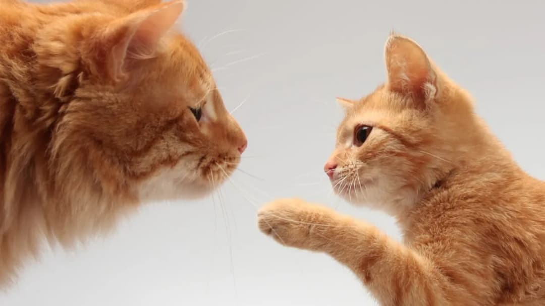 Poznaj dokładny przelicznik wieku kota na ludzkie lata - wszystko o 8 latku